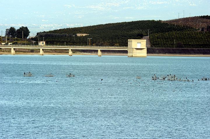 Biviere di Lentini 23.1.2011 (173).jpg